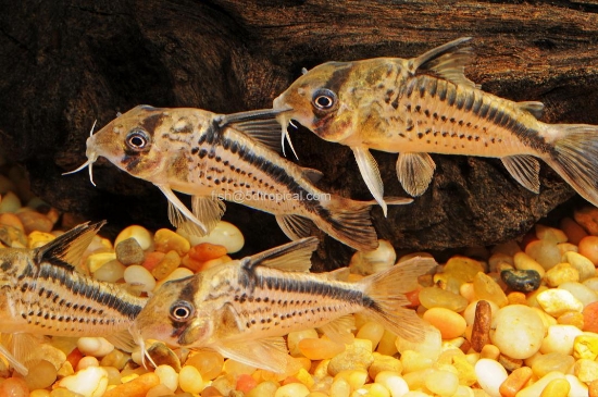 Picture of LOXOZONUS CORY-W.W       