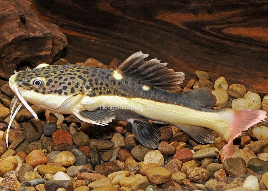 Picture of REDTAIL CAT 4-5"         