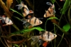 Picture of BARB-LF TIGER