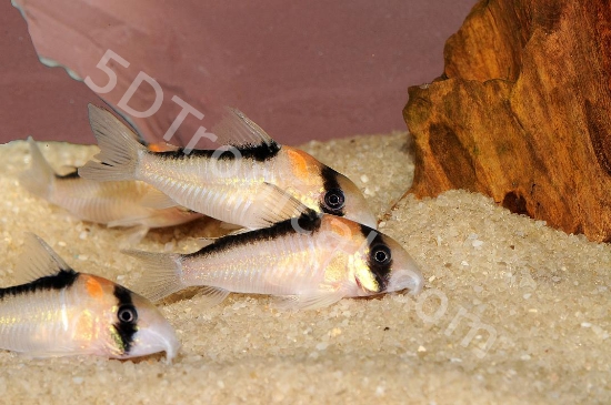 Picture of ADOLFI CORY-W.W.         