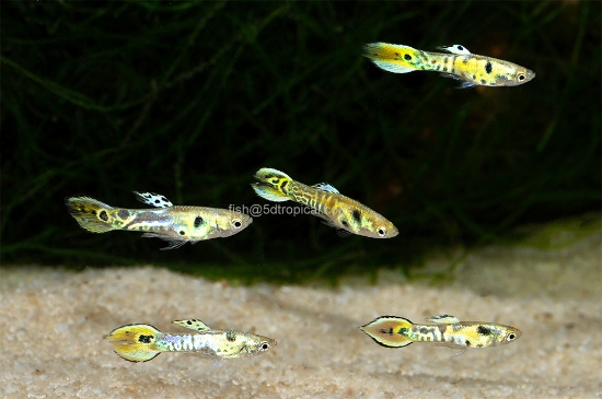 Picture of ENDLER GREEN COBRA MALE- 