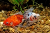 Picture of CAL RYUKIN 8-9CM         
