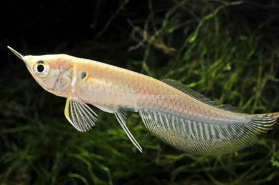 Picture of SILV AROW 4.5-5"-WW      