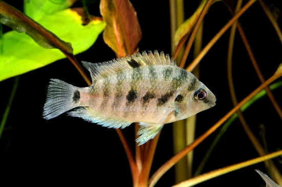 Picture of SIQUIA CICH MD           