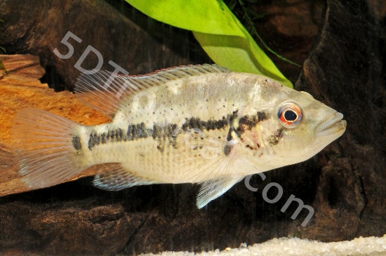 Picture of DOVII 5"                 