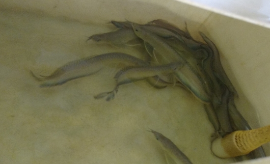 Picture of BLUE AROWNA-NO FL-W.W.   