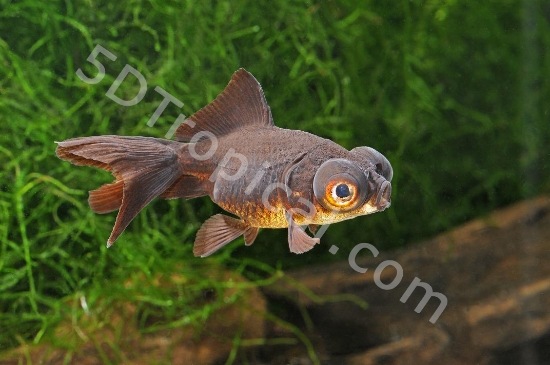 Picture of BLACK MOOR 8-9CM         
