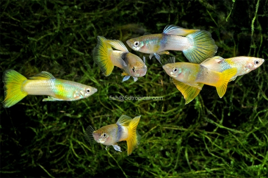 Picture of PINGU (BUMBLE BEE) GUPPY 