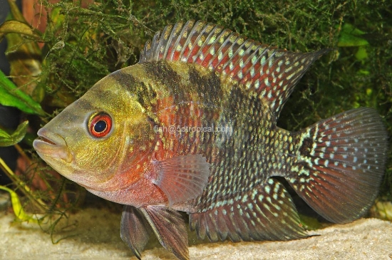 Picture of FLOWER HORN LG CICHLID   