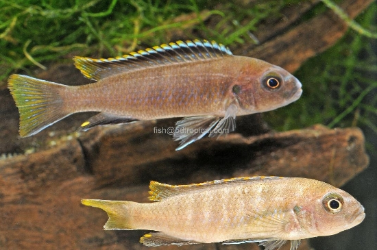 Picture of CY. AFRA GREEN MD        