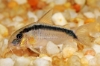 Picture of ARCUATUS CORY LG.W.W     
