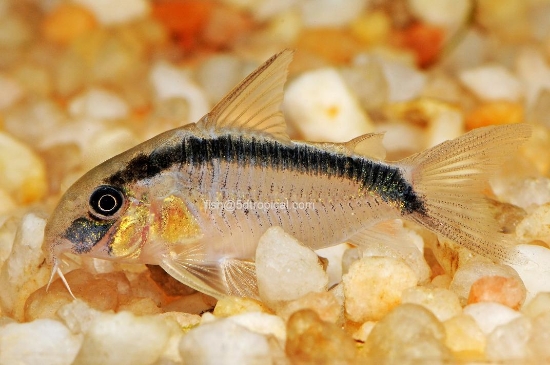 Picture of ARCUATUS CORY LG.W.W     