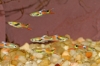 Picture of GUPPY-MIXED ENDLER MALE- IMPORT   