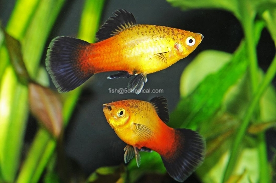 Picture of SUNSET WAG PLATY XL      