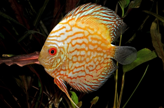 Picture of ASST DISCUS 2-2.5"(SRI LA
