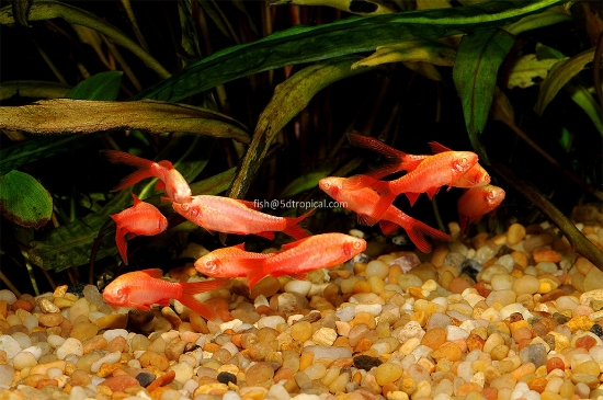 Picture of BARB-ALBINO CHERRY VEILTAIL