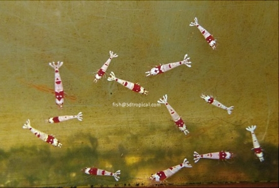 Picture of HINOMARU SHRIMP-W.W.     