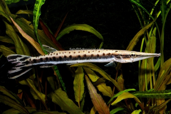 Picture of S AMERICN GAR(NO CA,TX)  