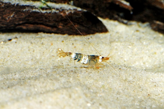 Picture of BLCK & WHT CRYSTAL SHRIMP