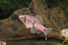 Picture of BARB-RED PANDA BARB (FL)-     
