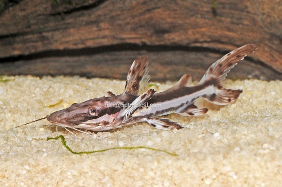 Picture of TIGER SHOVELNOSE 2"      