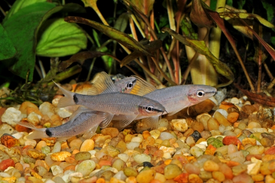 Picture of GHOST SHARK 3"           