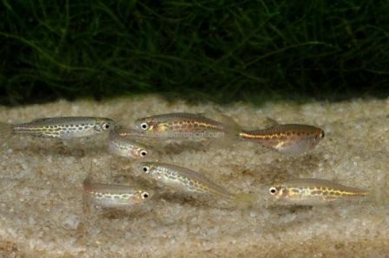 Picture of TINWINI DANIO            