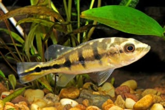 Picture of PEACOCK BASS 4-5"-W.W.   