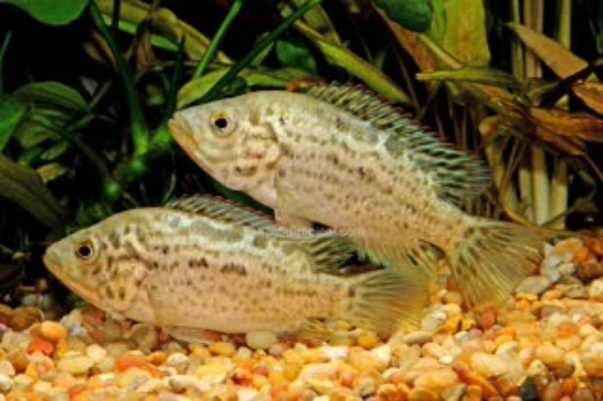 Picture of CUBAN CICHLD 4"-         