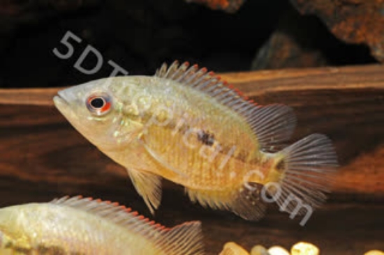 Picture of UMBRIFERUM BLACK CICH    