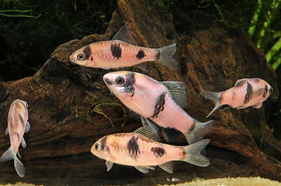 Picture of FAR EAST FISH-BURMESE TIRE TRACK EEL 8"     