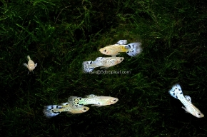 Picture for category Guppies - Male