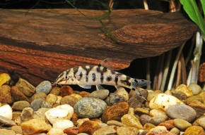 Picture for category Botias & Loaches