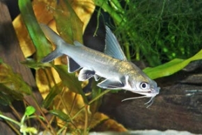 Picture for category South American Catfish