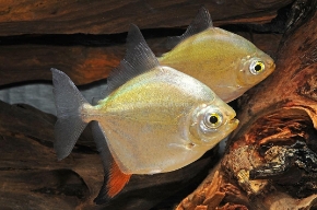 Picture for category South American Fish