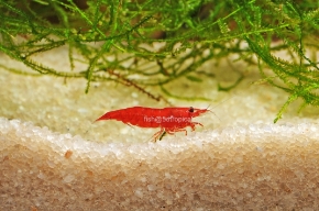 Picture for category Freshwater Shrimp