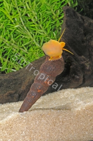 Picture for category Snails