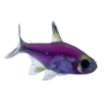 Picture of GLOFISH(R)TETRA-GALACTIC PURPLE(R) PRISTELLA