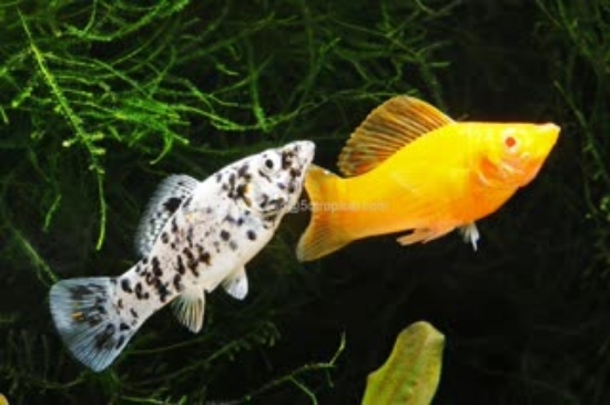 Picture of MOLLY-ASSORTED S/F LG        
