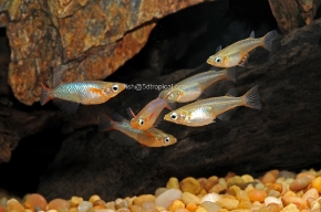 Picture for category Misc. & Oddballs