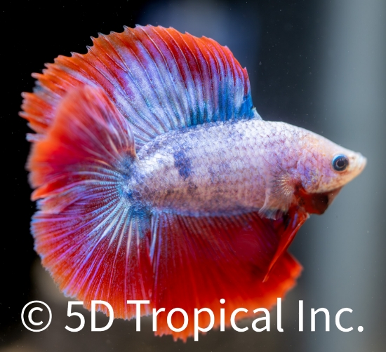 Picture of BETTA-DOUBLETAIL HALFMOON MALE