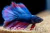 Picture of BETTA-DOUBLETAIL HALFMOON MALE