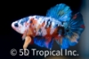 Picture of KOI PLAKAT BETTA MALE    