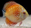 Picture of DISCUS-PIGEON BLOOD 2-2.5 SINGAPORE