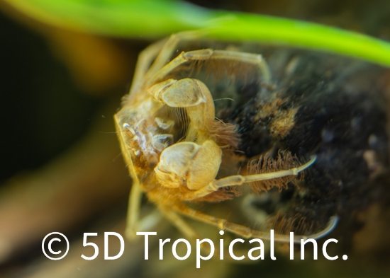 Picture of MICROSPIDER CRAB         