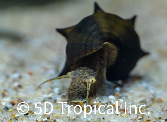 Picture of PAGODA SNAIL LG(NO GA)   