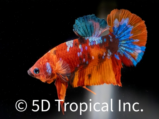 Picture of BETTA-CANDY KOI PLAKET MALE