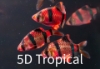 Picture of GLOFISH(R)-BARB STARFIRE RED(R)BARB(NO PR)