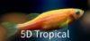 Picture of GLOFISH(R)DANIO-SUNBURST ORANGE(R) 
