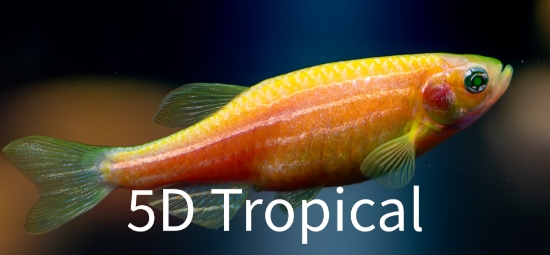 Picture of GLOFISH(R)DANIO-SUNBURST ORANGE(R) 